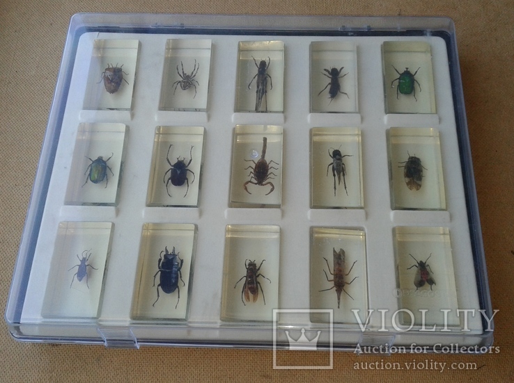 Набор насекомых 15 штук в боксе, фото №3