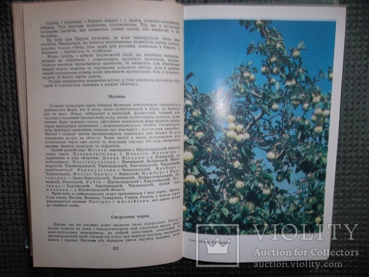 В саду,на огороде,пасеке.1987 год., фото №6