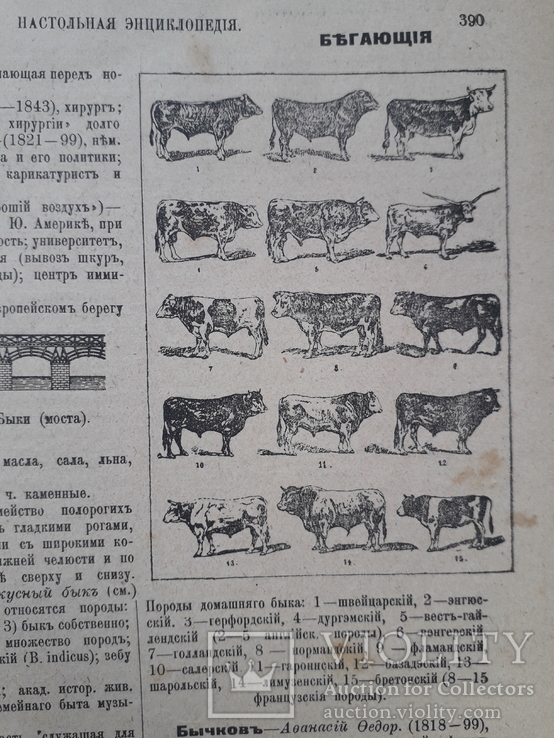 1907 г. Настольная иллюстрированная энциклопедия В. В. Битнера, фото №6