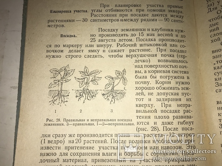 1936 Плодово-ягодный Сад в Красноярском крае, фото №3