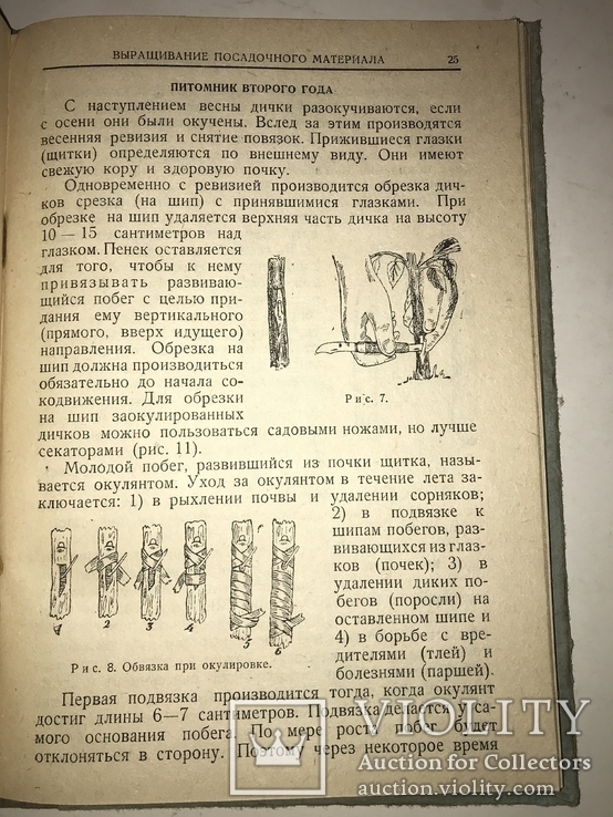 1936 Плодово-ягодный Сад в Красноярском крае, фото №9