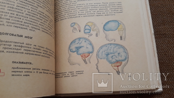 Книга для чтения по анатомии, физиологии и гигиене человека, фото №7