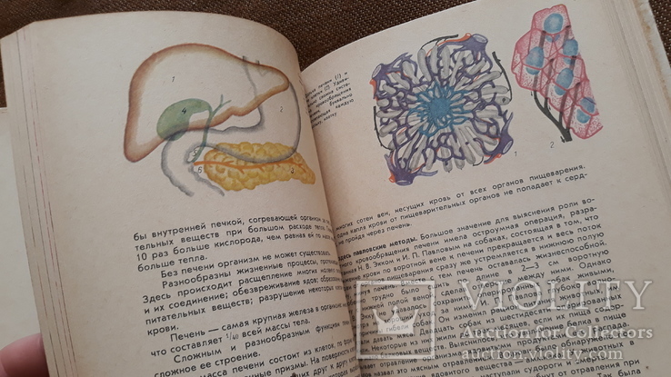 Книга для чтения по анатомии, физиологии и гигиене человека, фото №11