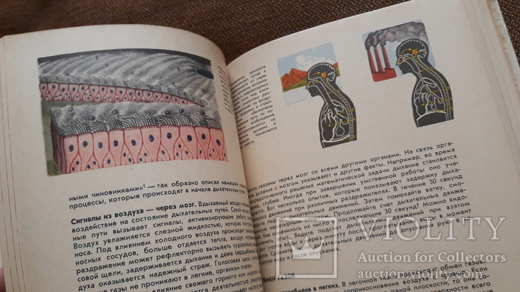 Книга для чтения по анатомии, физиологии и гигиене человека, фото №13