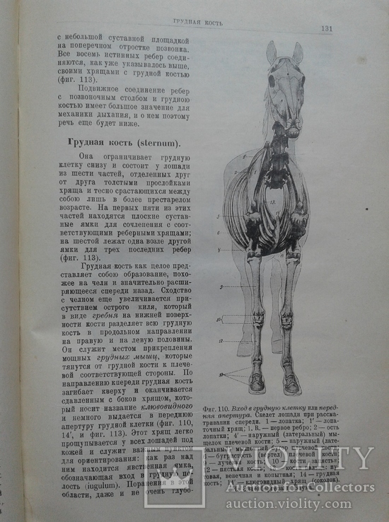 1927. Строение тела Домашних Животных. Диссельгорст Р., фото №7