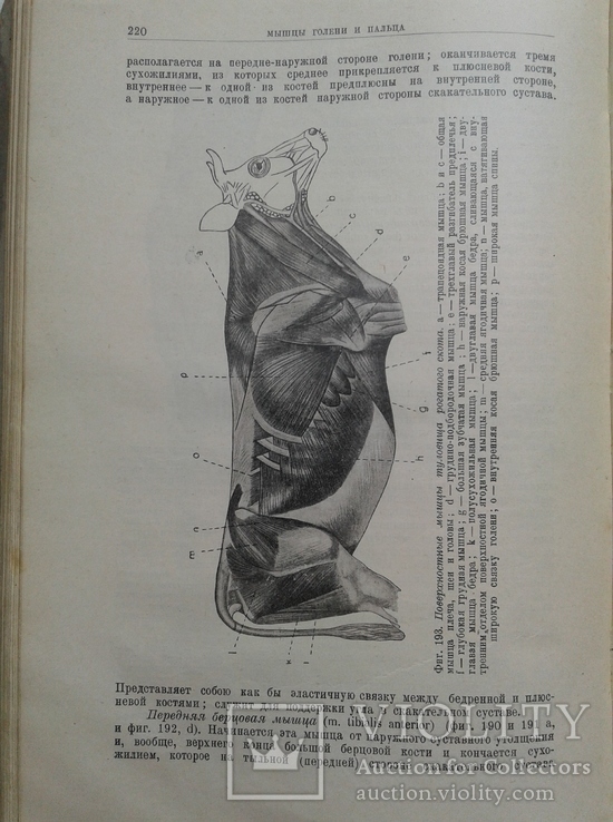 1927. Строение тела Домашних Животных. Диссельгорст Р., фото №9