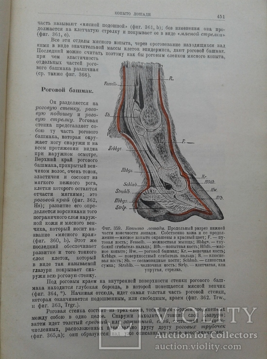 1927. Строение тела Домашних Животных. Диссельгорст Р., фото №12