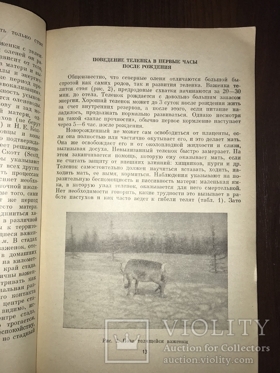 Северный олень Экология и поведение, фото №6