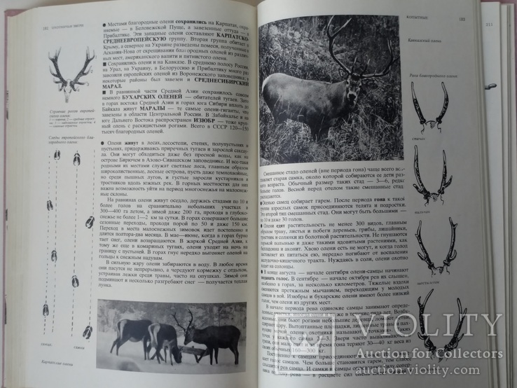 Спортивная охота в СССР том1, фото №12