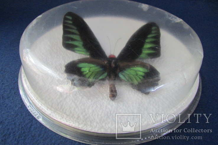 Бабочка Trogonoptera brookiana, фото №4