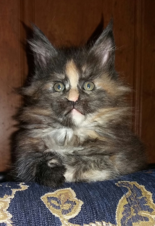 Кошка породы Мейн Кун, фото №2