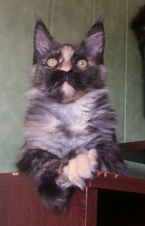 Кошка породы Мейн Кун, фото №4