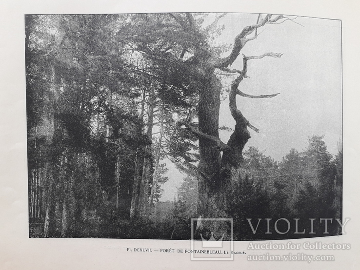 1900е  Лес Фонтенбло (16 фото старой Европы), фото №9