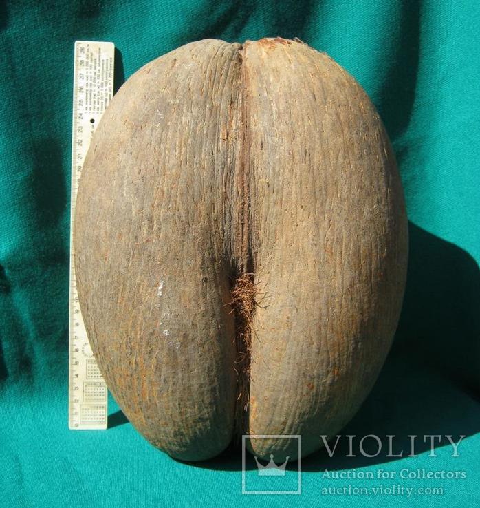 Морской орех (Coco de Mer). Орех Сейшельской пальмы.