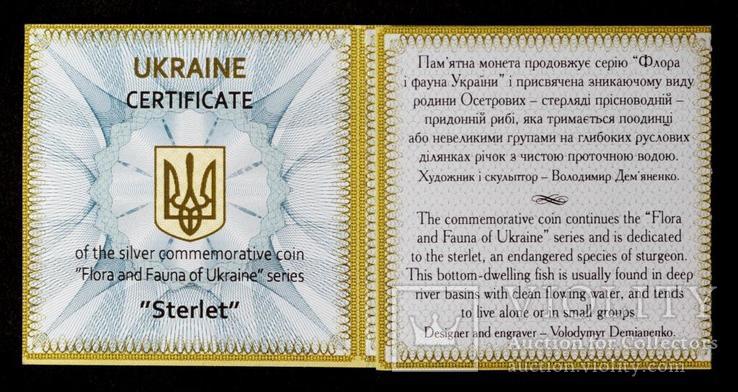 Сертификат  Стерлядь пресноводная, фото №5