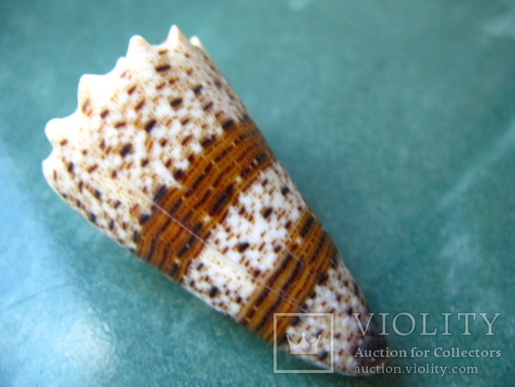 Морская ракушка Конус Conus Conus imperialis