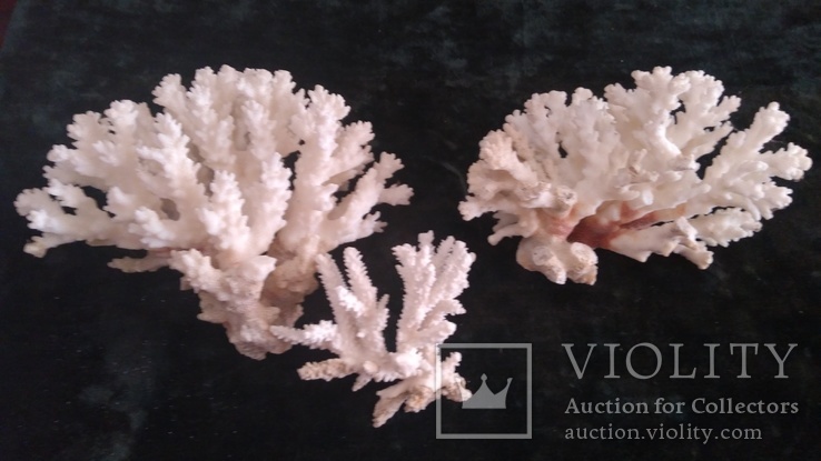 Белые кораллы и несколько раковин