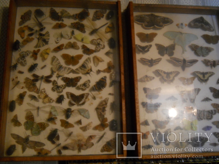 Три стенда с бабочками и жуками под стеклом, фото №2