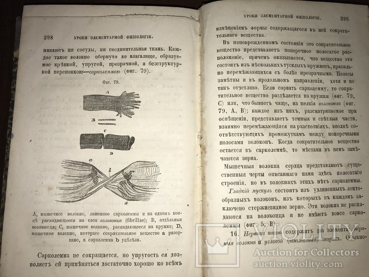 1867 Элементарная физиология Гексли, фото №10