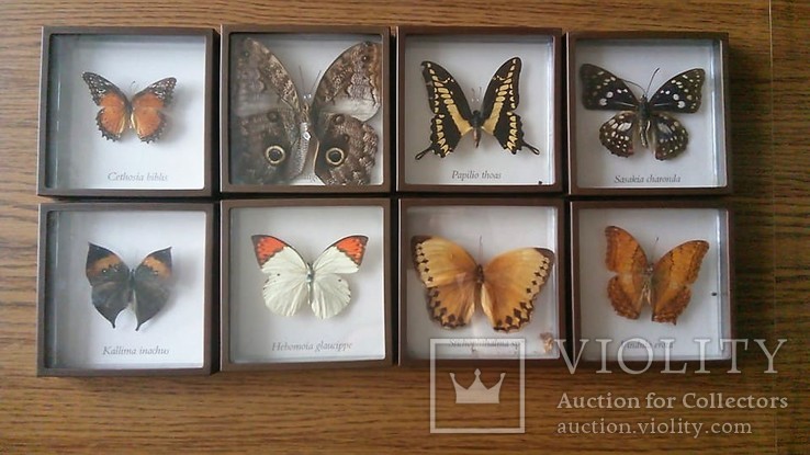 Екзотичні метелики з Азії та Америки в рамках, колекція 8 шт.