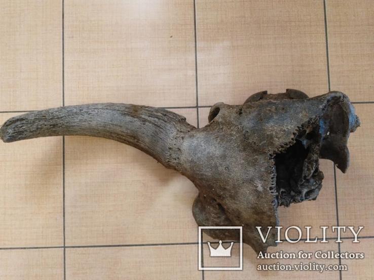 Рог с фрагментом черепа доисторического бизона, фото №2