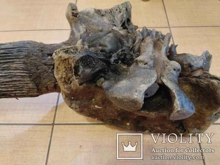 Рог с фрагментом черепа доисторического бизона, фото №4