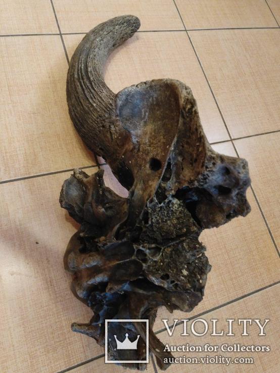 Рог с фрагментом черепа доисторического бизона, фото №7