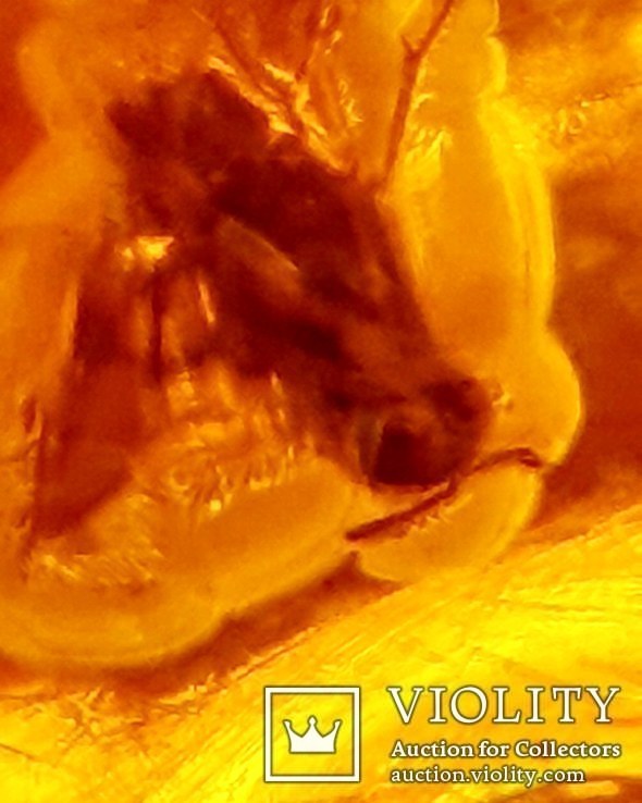Колье из граненного янтаря с двумя включениями насекомых, Кенигсберг 40-е, фото №5