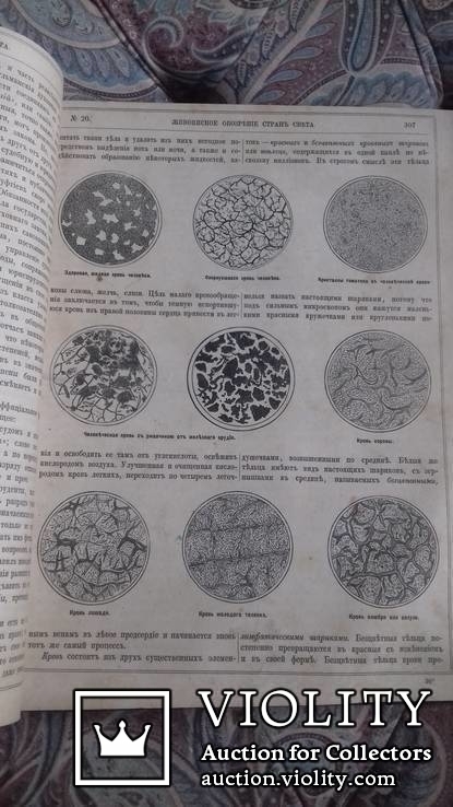 Живописное обозрение стран света. Подшивка журнала за 1873 г., фото №8