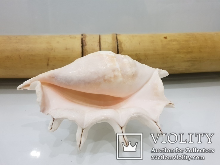 Queen Conch Shell 754.7 Gramm, numer zdjęcia 2