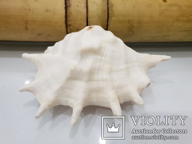 Queen Conch Shell  754.7 Gramm, фото №3