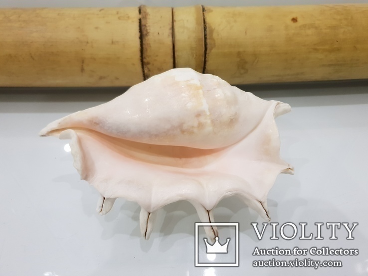 Queen Conch Shell  754.7 Gramm, фото №4
