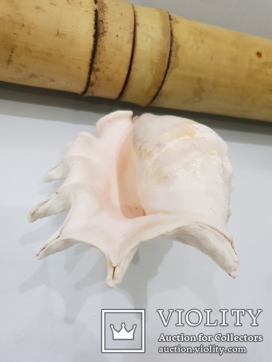 Queen Conch Shell  754.7 Gramm, фото №6