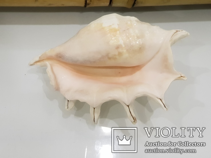 Queen Conch Shell  754.7 Gramm, photo number 7