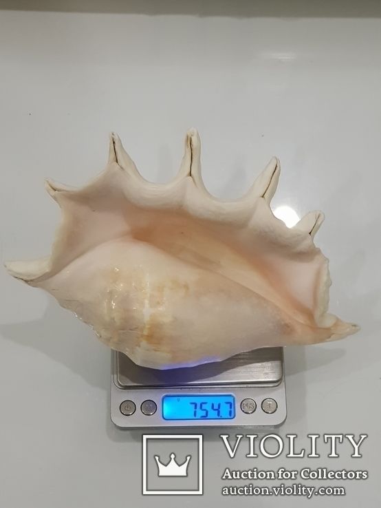 Queen Conch Shell  754.7 Gramm, photo number 8