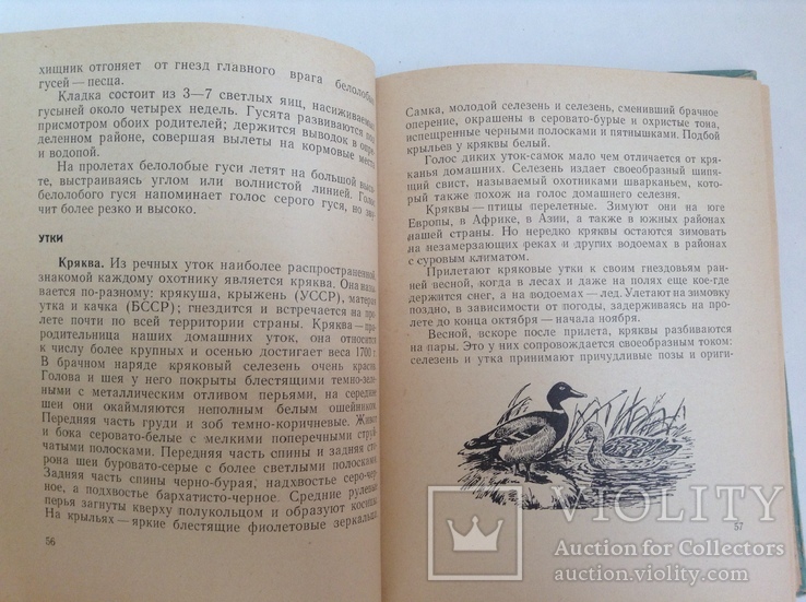 Книга Календарь охотника - спортсмена. Москва, 1967 г., фото №7
