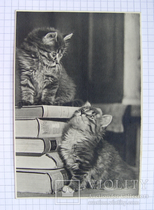 Фотооткрытка "Котята с книжками" (СССР, тир. 20 т., 1956 г.), фото №2