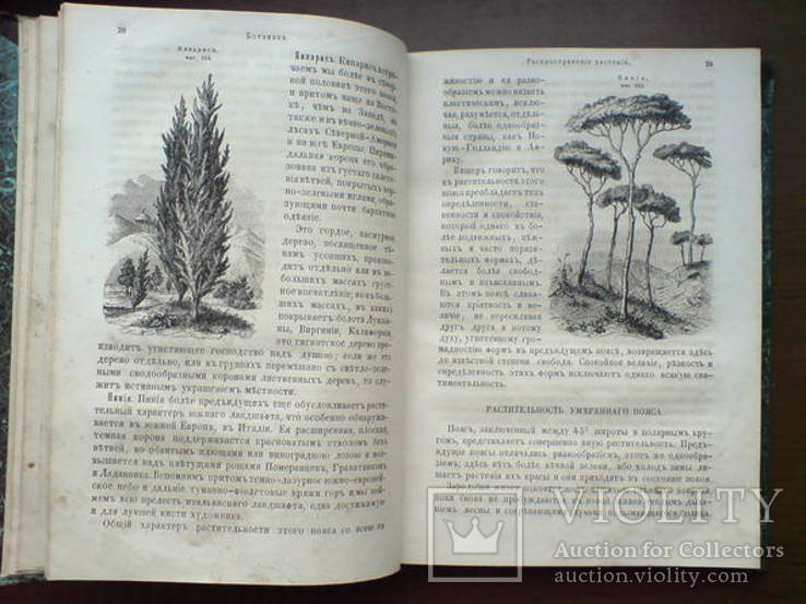 Ботаника 1859г. С 282 политипажами!, фото №6