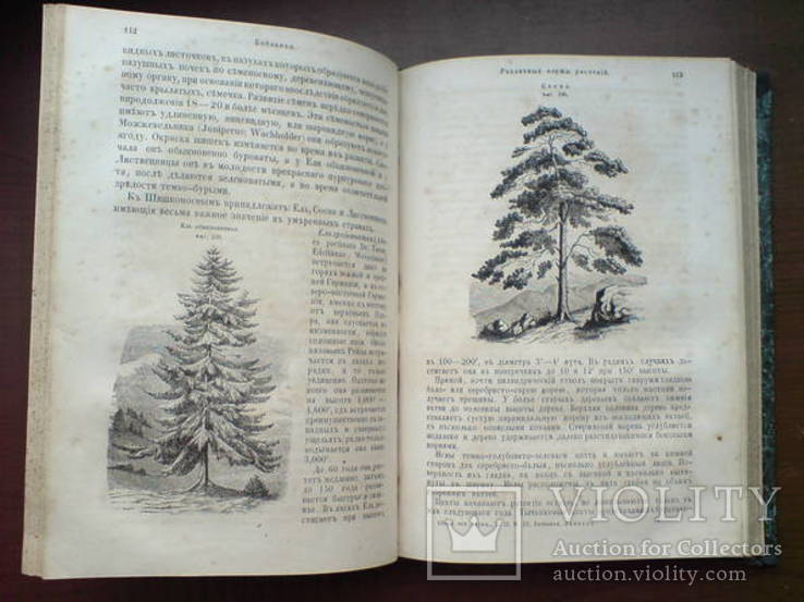 Ботаника 1859г. С 282 политипажами!, фото №9