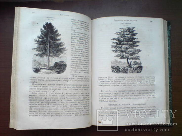 Ботаника 1859г. С 282 политипажами!, фото №10