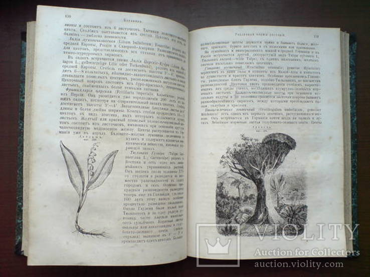 Ботаника 1859г. С 282 политипажами!, фото №12