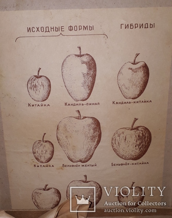 Набор Муляжей Плодов, времен СССР, Учебный, фото №5