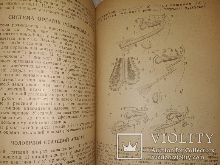 1934 Анатомия и физиология с.х. животных. Ветеренария, фото №6