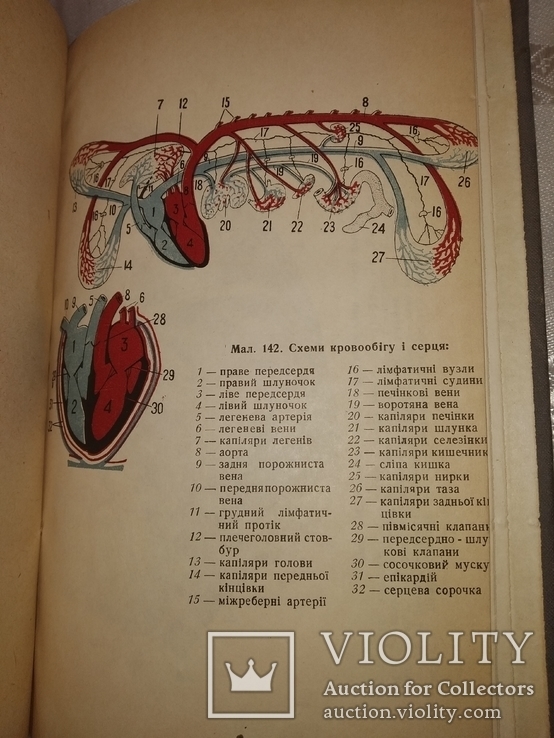 1934 Анатомия и физиология с.х. животных. Ветеренария, фото №11