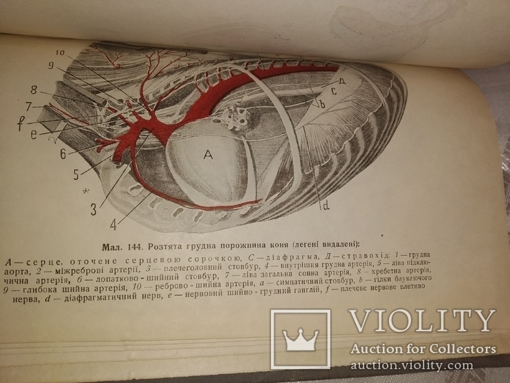 1934 Анатомия и физиология с.х. животных. Ветеренария, фото №12