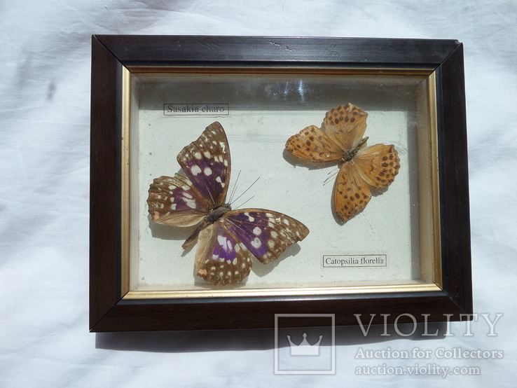 Бабочки под стеклом, фото №2
