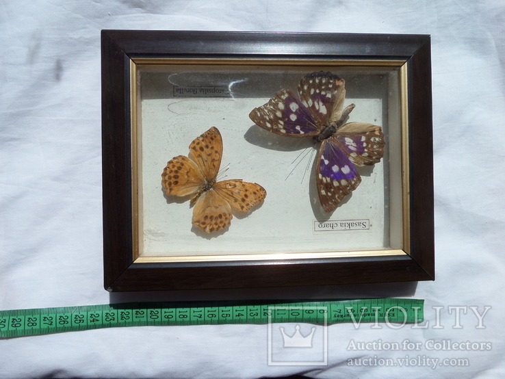 Бабочки под стеклом, фото №6