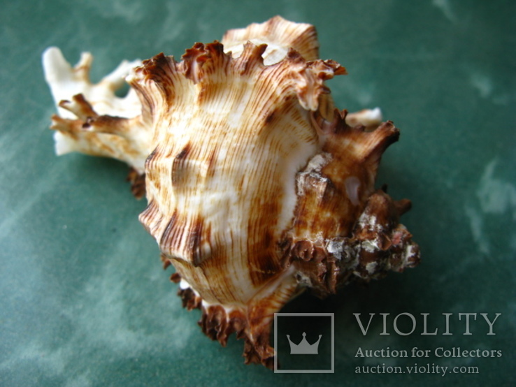 Морская раковина Чихореус рамосус, фото №4