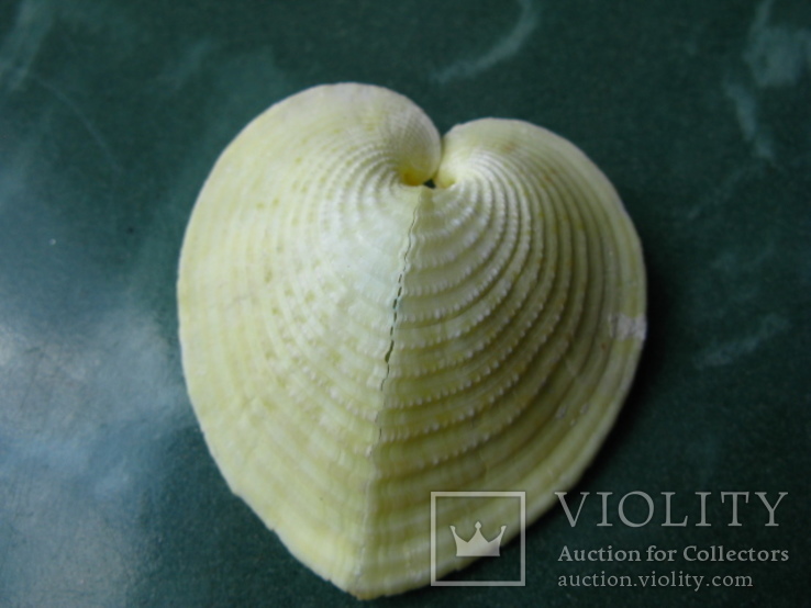 Морская ракушка Corculum cardissa BIG сердце, фото №2