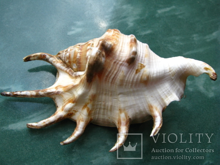 Морская ракушка раковина Ламбис ламбис 142 мм, фото №2
